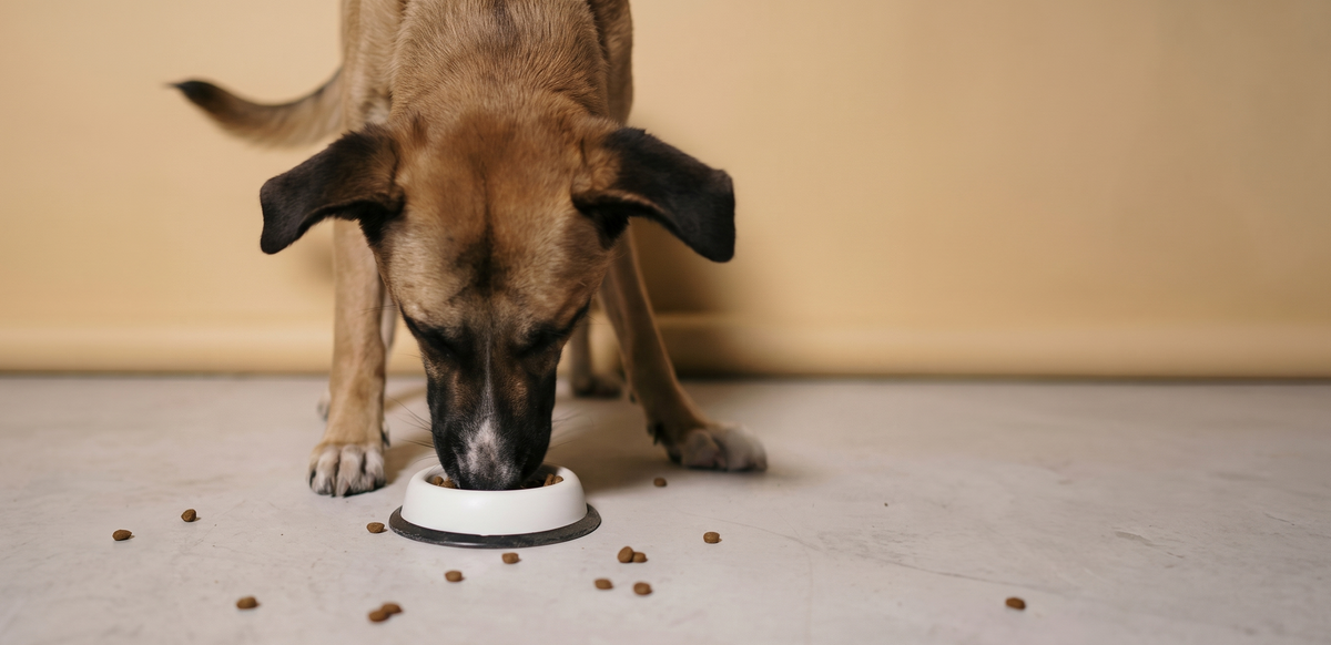Feed-Grade Bentonite Clay for Dogs: What It Means and Why It Matters