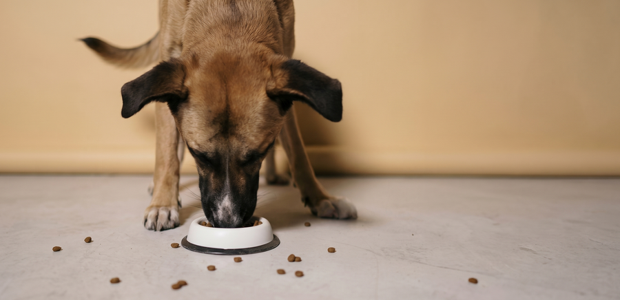 Feed-Grade Bentonite Clay for Dogs: What It Means and Why It Matters